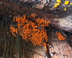 Hemitrichia decipiens