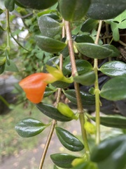 Nematanthus