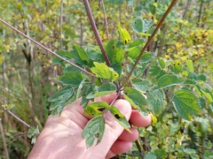 Thalictrum fendleri polycarpum