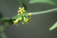 Orthosia