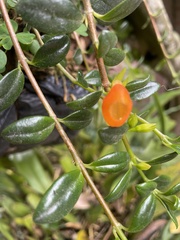 Nematanthus