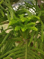 Eutacta