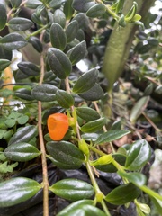 Nematanthus