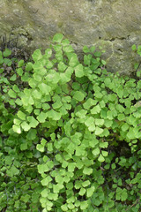 Adiantum capillus-veneris