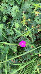 Geranium sanguineum