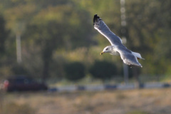 Larus armenicus