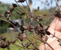 Thalictrum fendleri polycarpum
