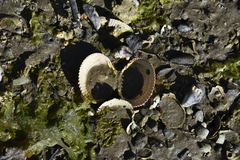 Clinocardium nuttallii