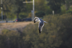Larus armenicus