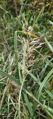 Agrostis gigantea