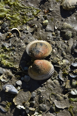 Clinocardium nuttallii