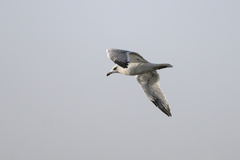 Larus armenicus