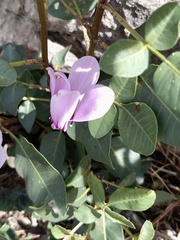 Cyclamen graecum graecum