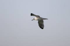 Larus armenicus