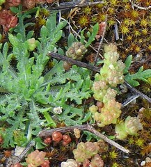 Plantago coronopus