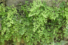 Adiantum capillus-veneris
