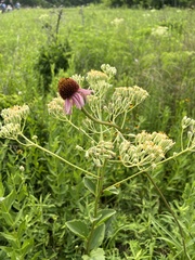 Echinacea atrorubens