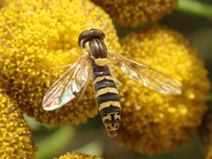 Sphaerophoria scripta