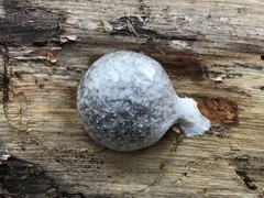 Reticularia lycoperdon