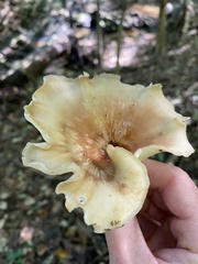 Cerioporus leptocephalus