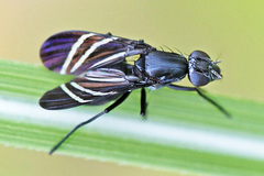 Tritoxa flexa