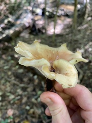 Cerioporus leptocephalus