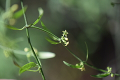 Orthosia