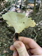 Cerioporus leptocephalus