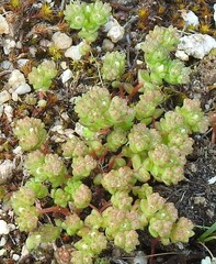 Sedum arenarium