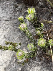 Aspalathus aspalathoides