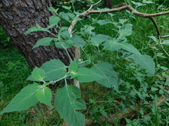 Solanum douglasii