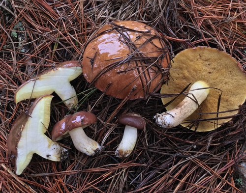 Short-stalked Suillus