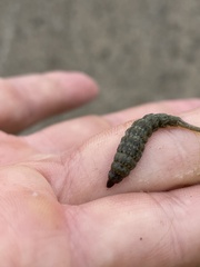 Stratiomyomorpha