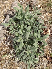 Echium angustifolium