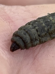 Stratiomyomorpha