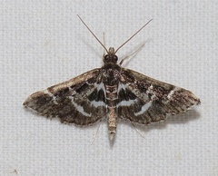 Diasemiodes janassialis