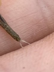 Stratiomyomorpha