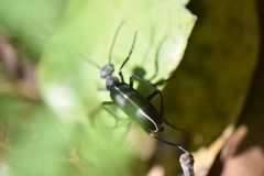 Epicauta cinctipennis