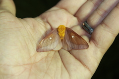 Anisota virginiensis