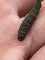 Stratiomyomorpha