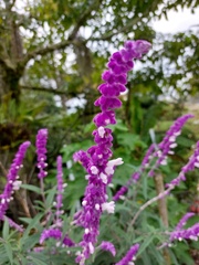 Salvia leucantha