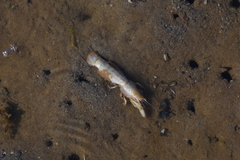 Upogebia pugettensis