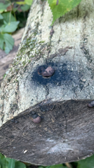 Daldinia concentrica