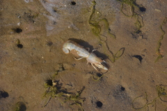 Upogebia pugettensis