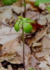 Isotria verticillata