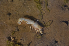 Upogebia pugettensis