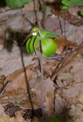 Isotria verticillata