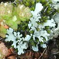 Cladonia foliacea