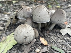 Coprinopsis atramentaria