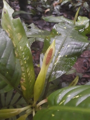 Dieffenbachia